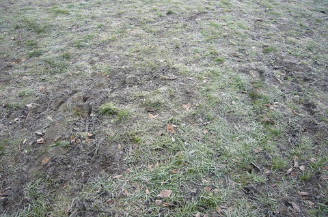 2011朝霧1.jpg